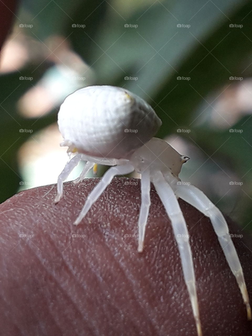 white spider