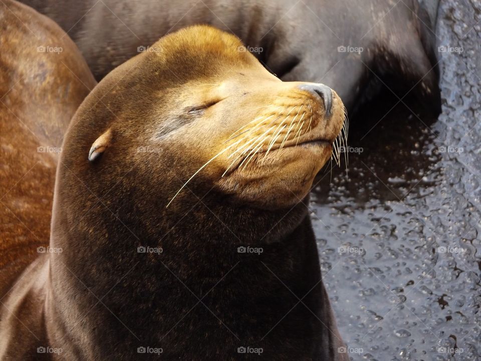 sea seal