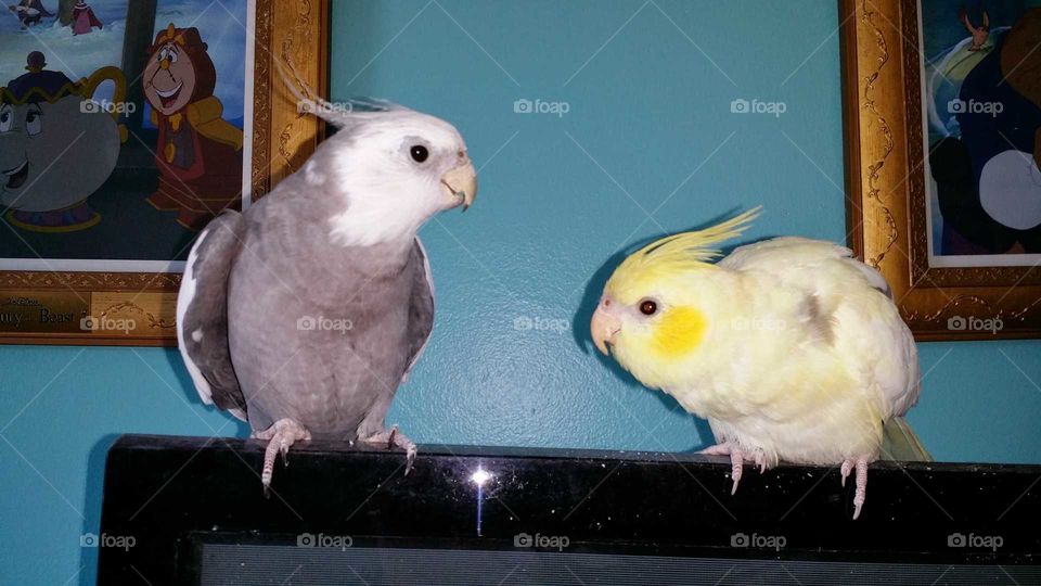 Grey and Yellow Cockatiels