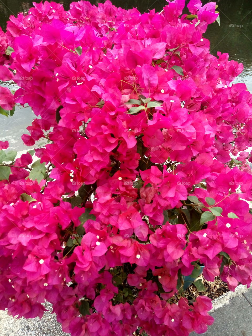 bunch of pink floral in the afternoon