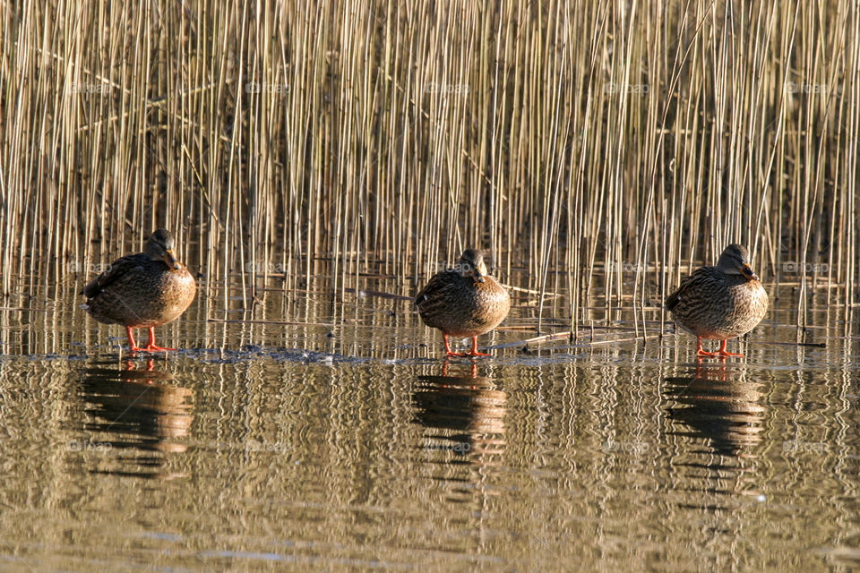 Three ducks. 