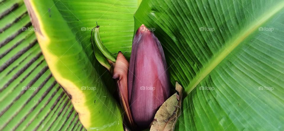 Banana flower
