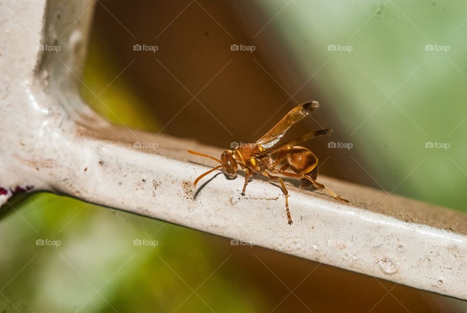 beautiful macro shot 