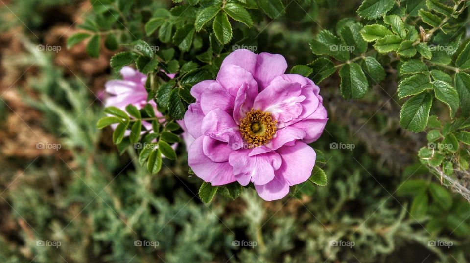 flower I don't know the name of