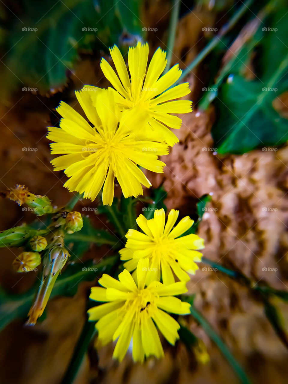 Yellow flowers blooming in the morning in summer