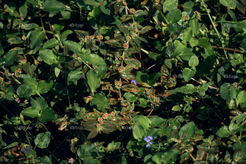 Desmodium  - backyard garden