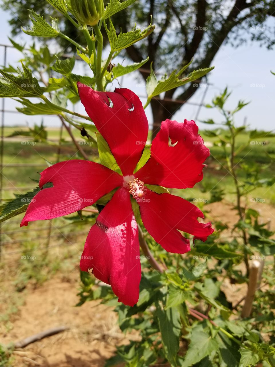 flower of a hibiscus