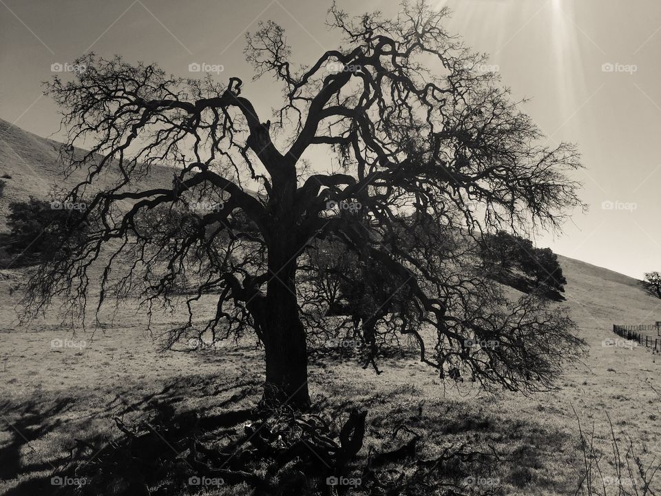 Tree in Santa Barbara 