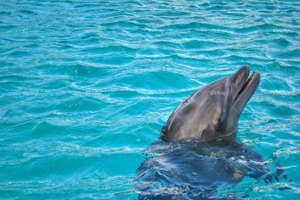 Dolphin Loves Water!

#VolvoOceanRace