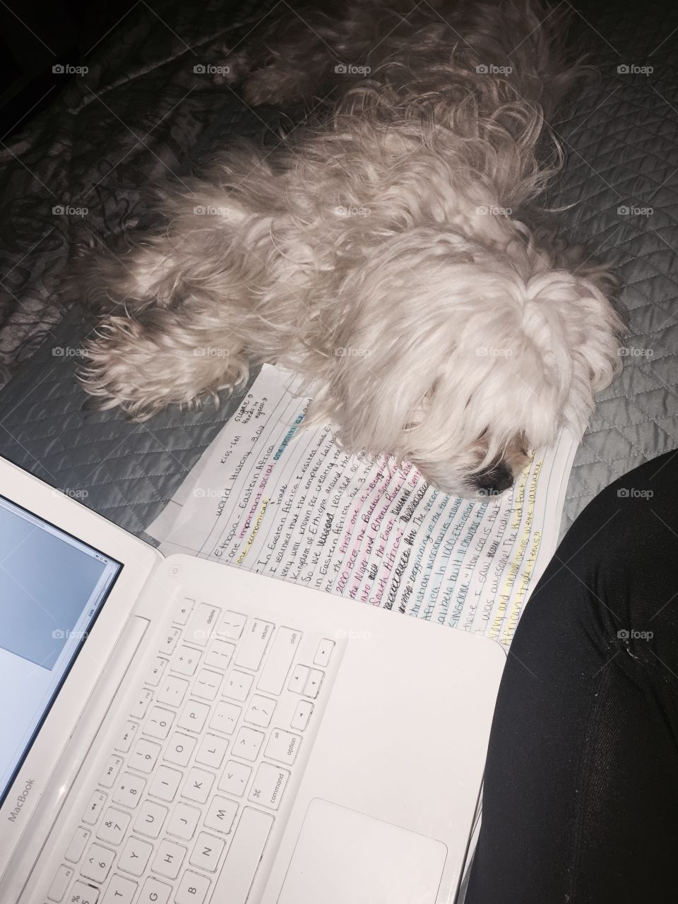 Cesar sleeping on my homework ❣