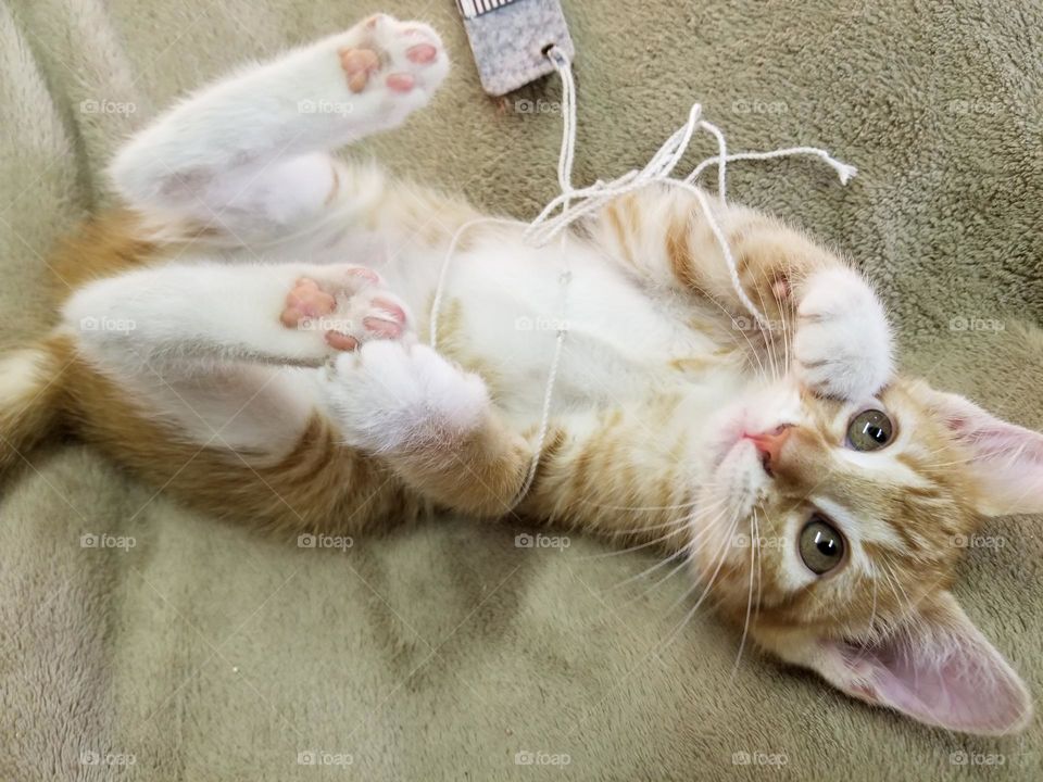 Sweet Glimmer of a Kitten Playing with a String