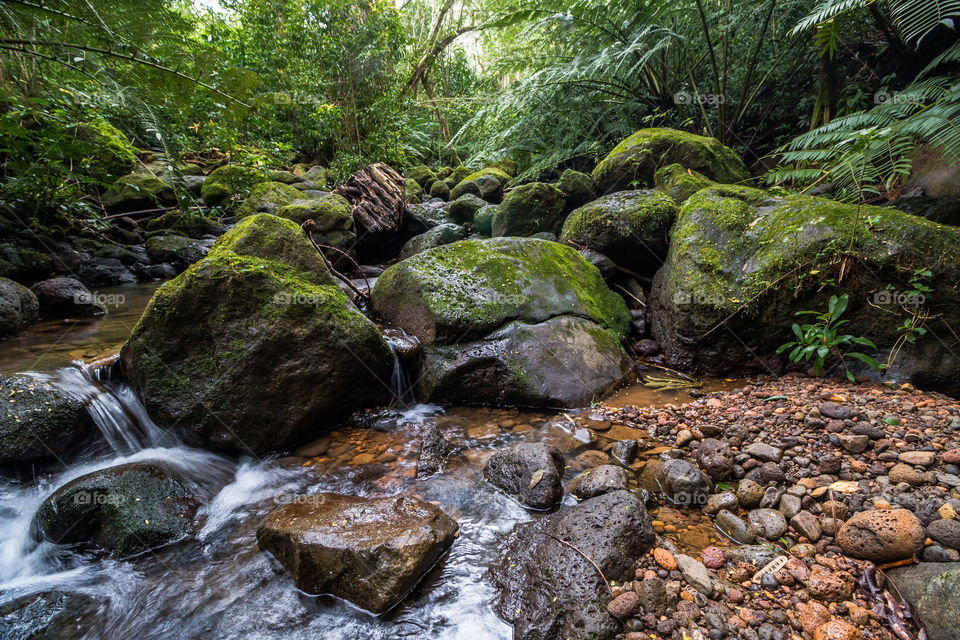 Tropical Forest 