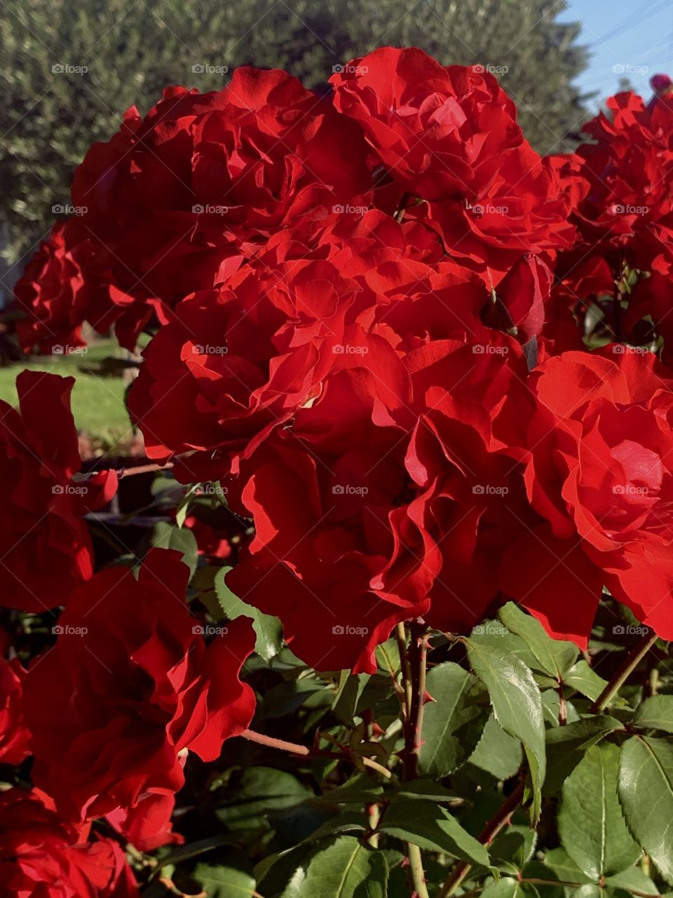 Colourful flowers on a beautiful sunny day
