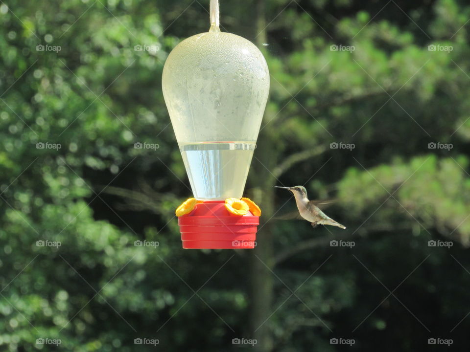 Hummingbird hovering at the feeder