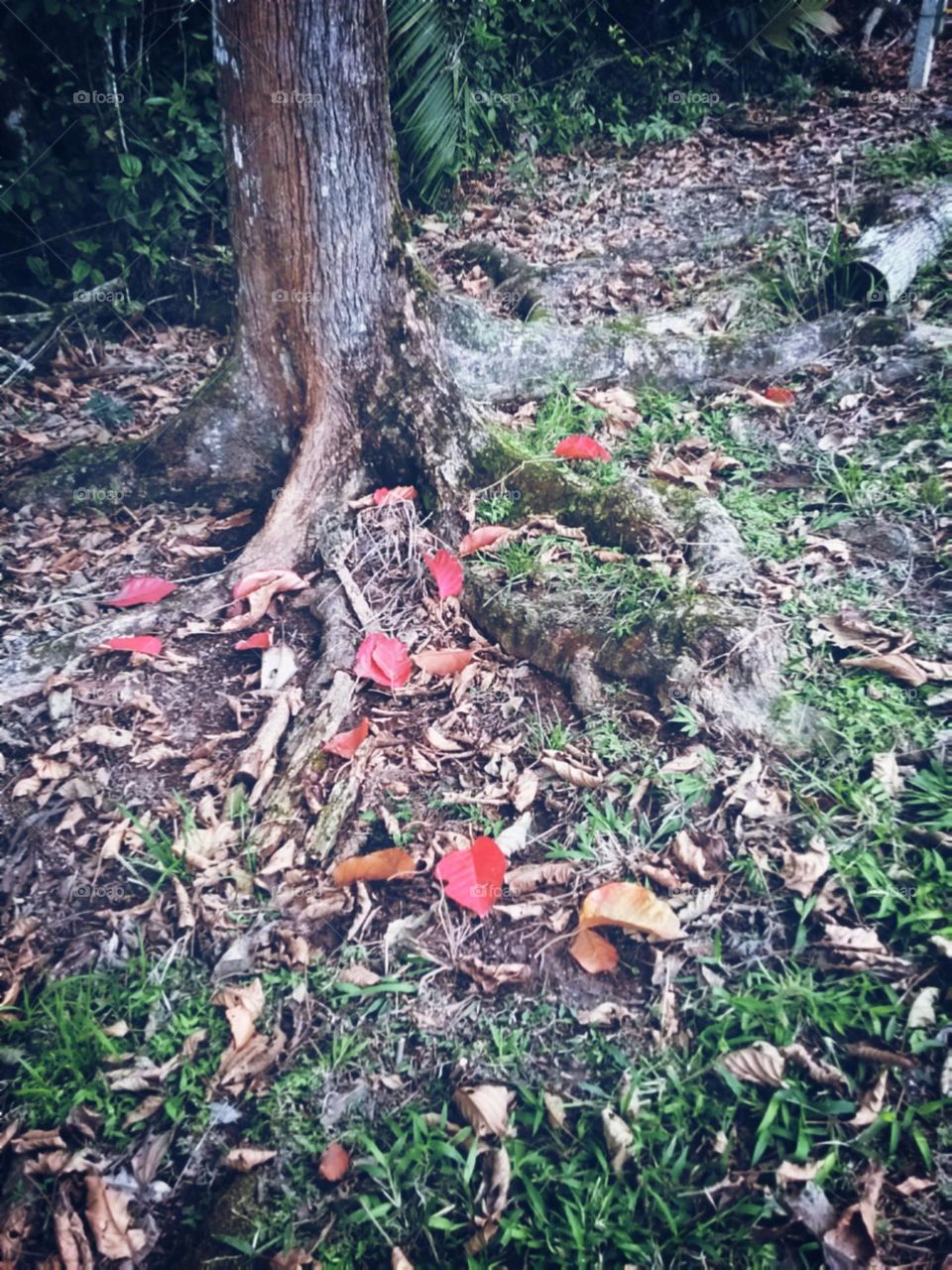 Mágicas folhas vermelhas sobre as raízes de sua mãe.