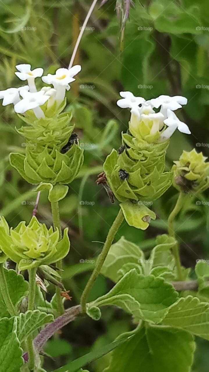 The flower os very very cool claimate and nature