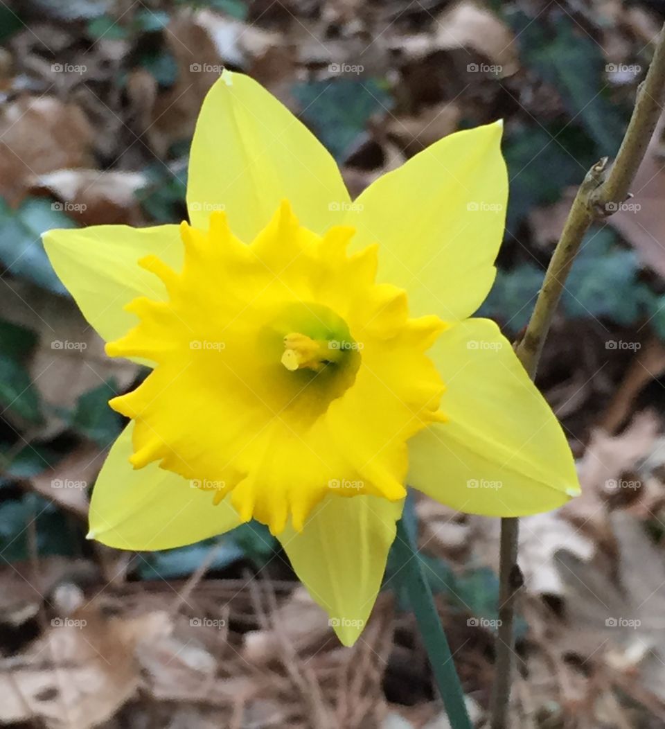 Yellow early daffodil