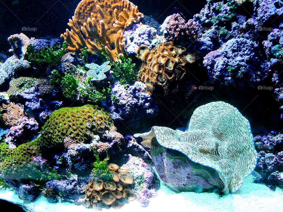 boston aquarium tropical corals by hiro
