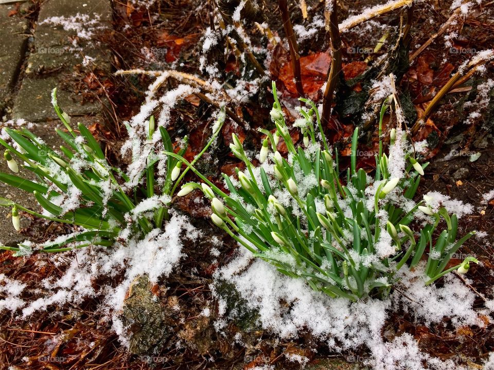 Flowering snowdrops growing in the flowerbed among snowflakes in Sweden in March.