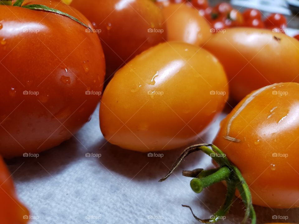 Tomato harvest 9