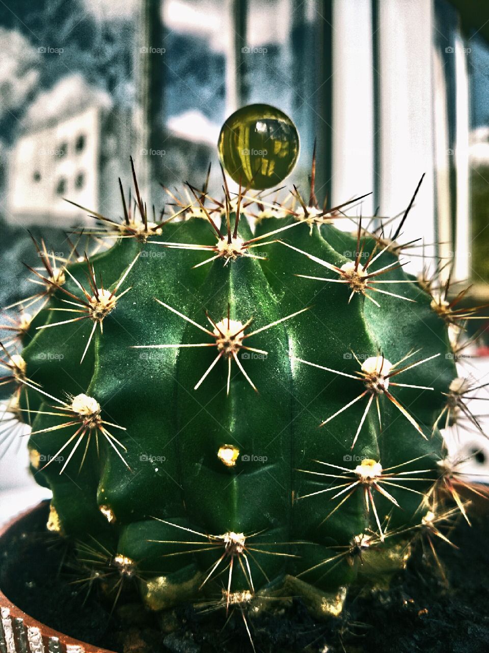 cactus