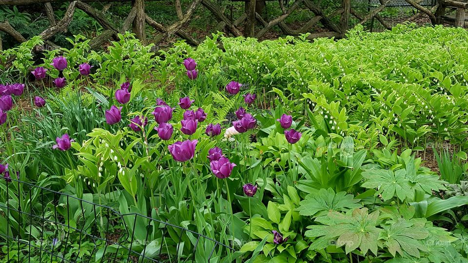 purple tulips white bleeding hearts