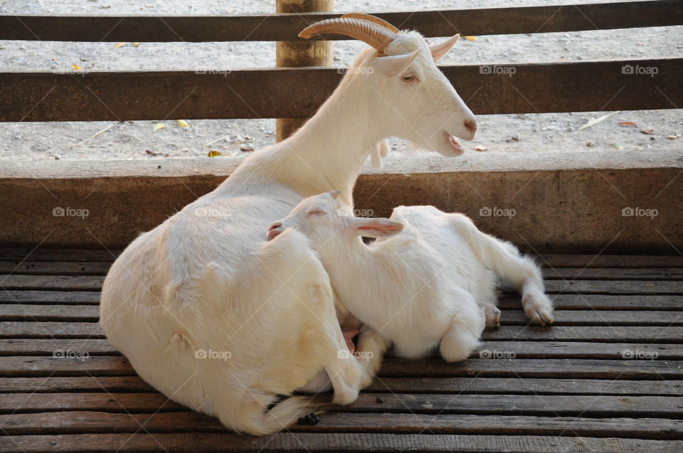 goats sleeping
