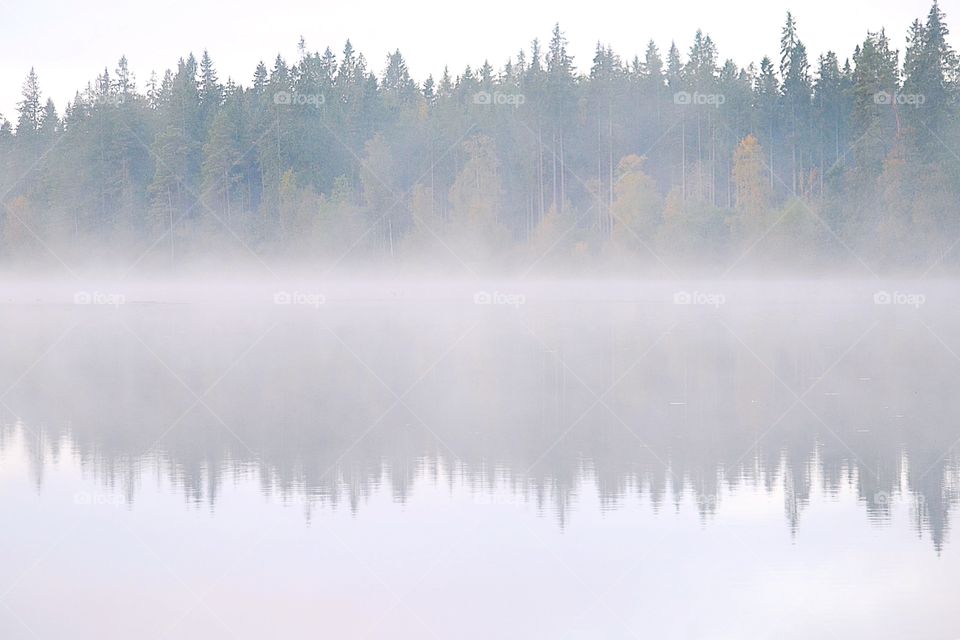 Fog on the lake