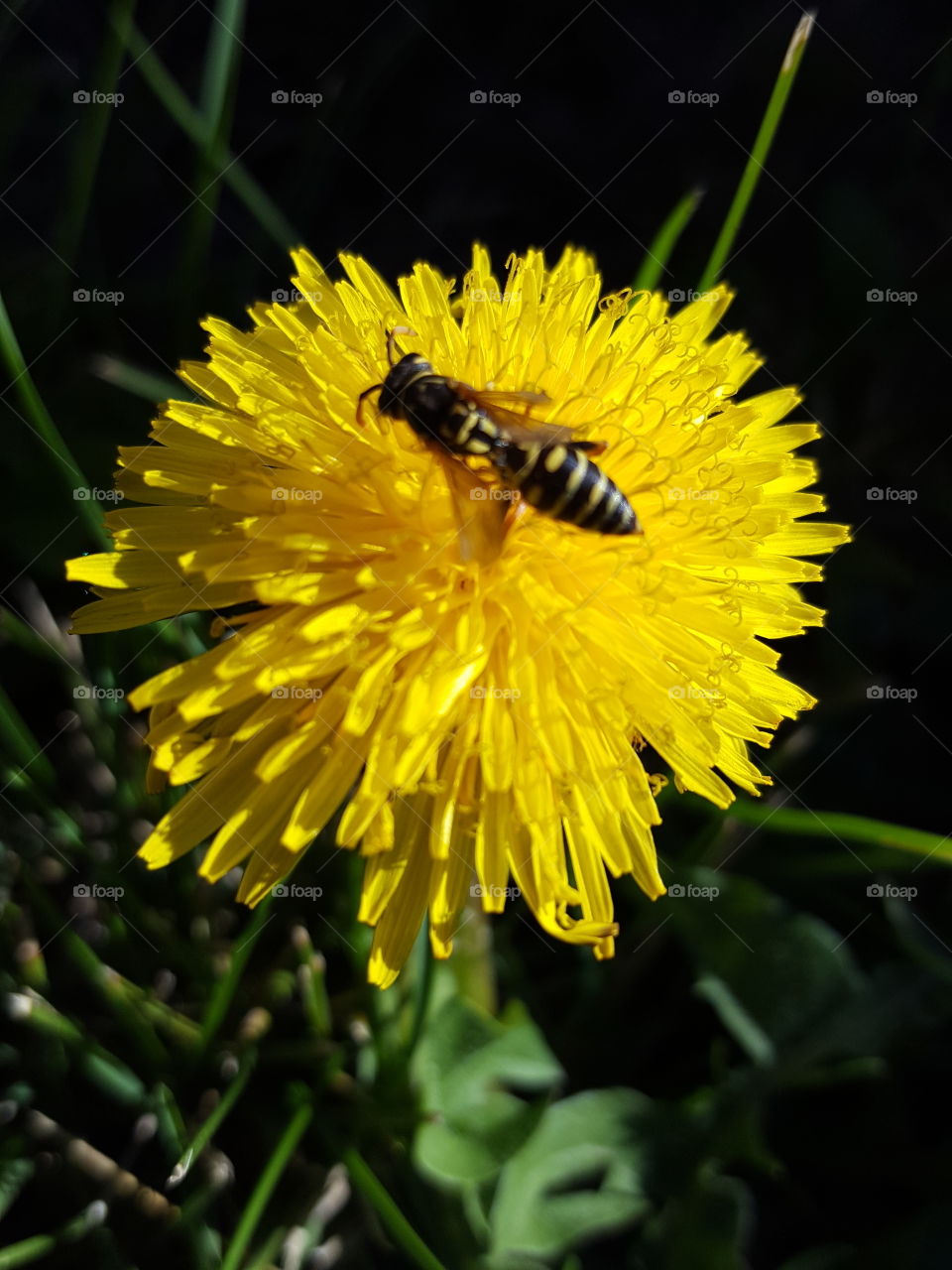 dandelion