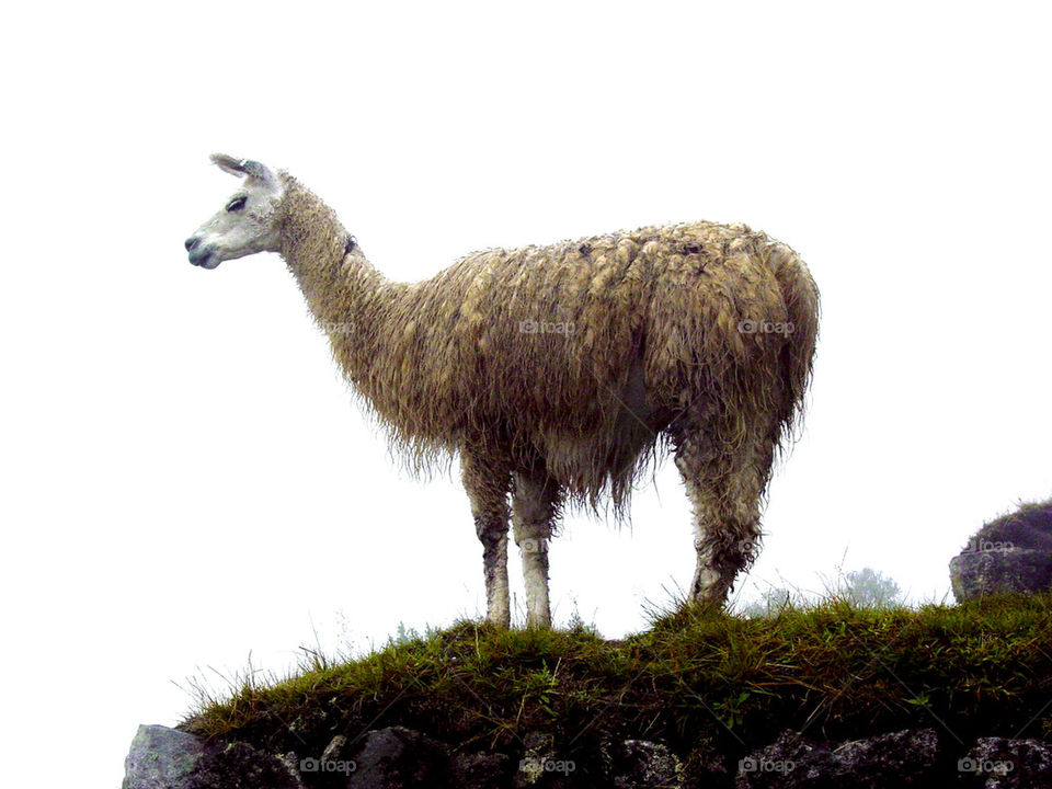 Peruvian Llama 