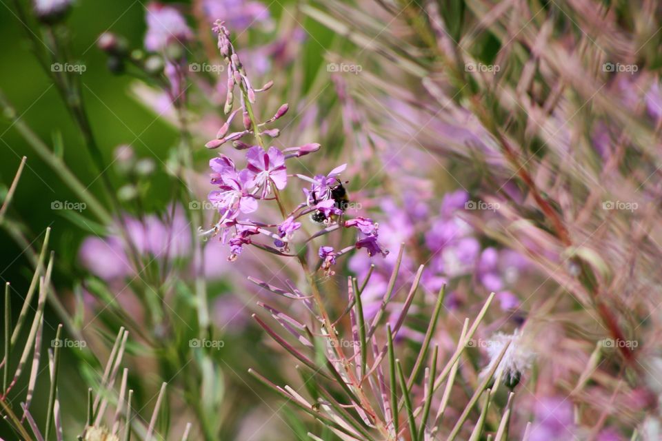 Bumblebee in pink flowers