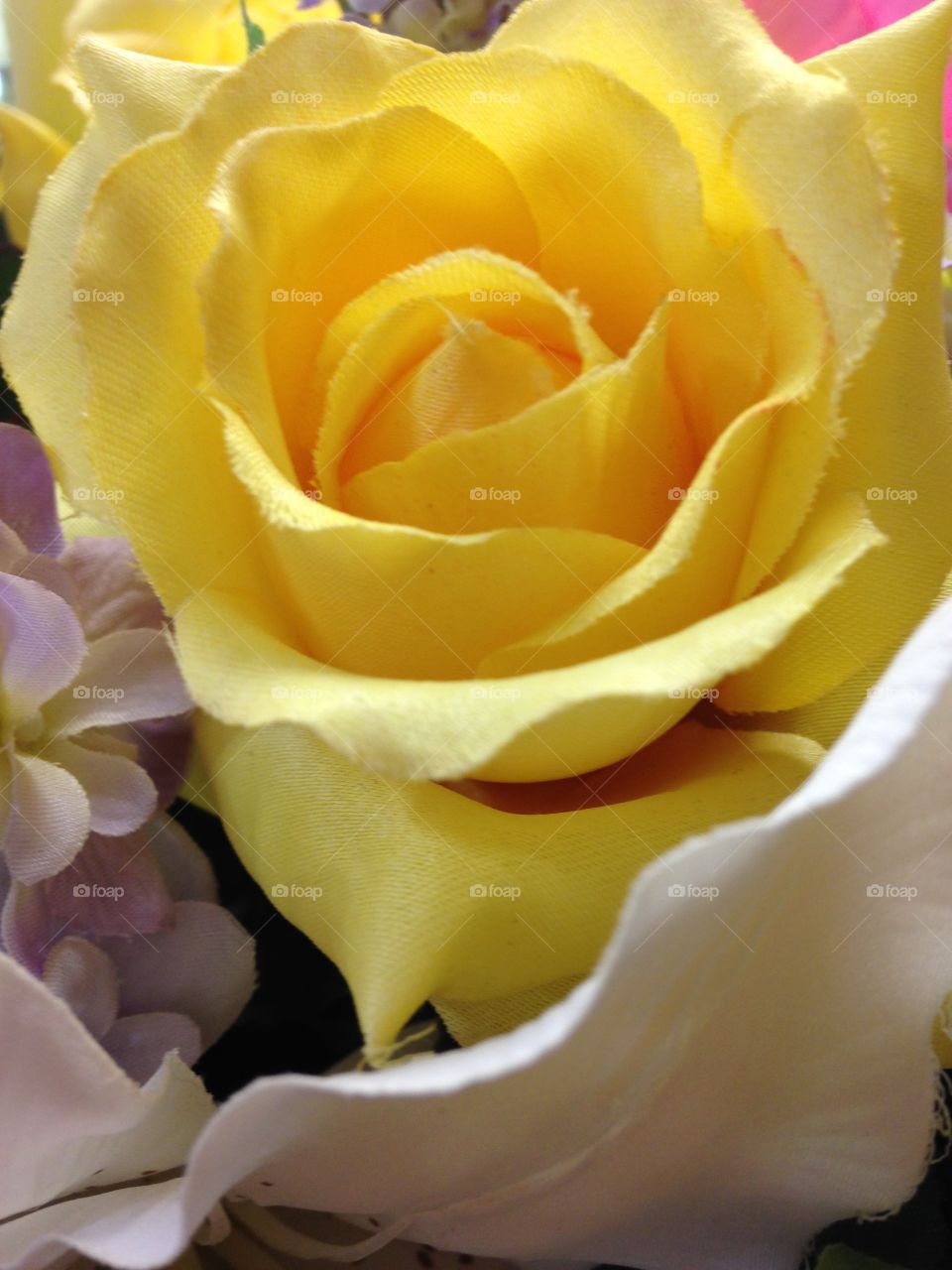 Yellow rose of Texas. Yellow rose