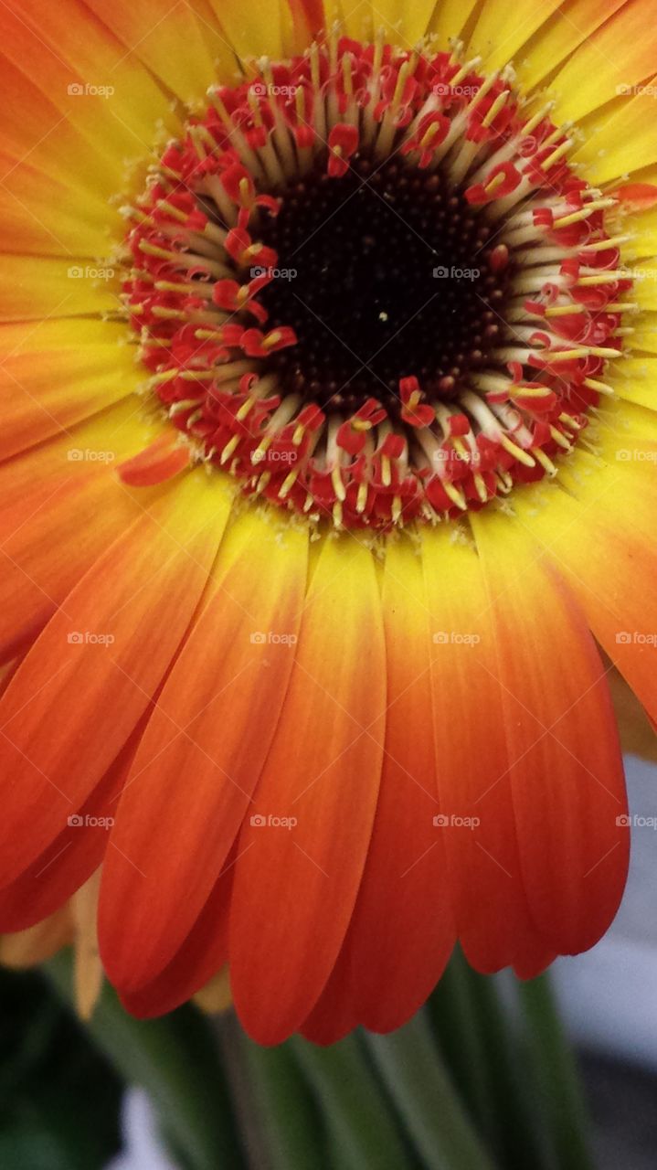 close up of a yellow orange gerbera a perfect flower that little petal apart.