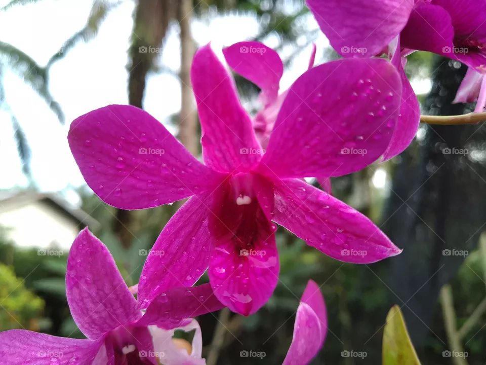 Pink orchid flowers