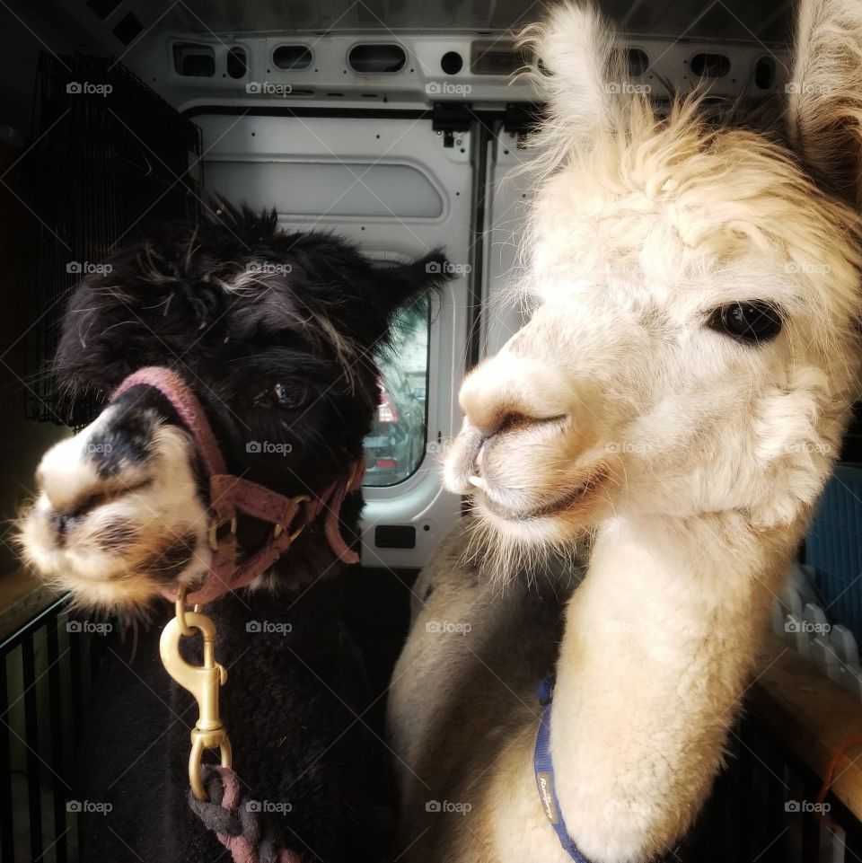 Alpacas Going For a Ride