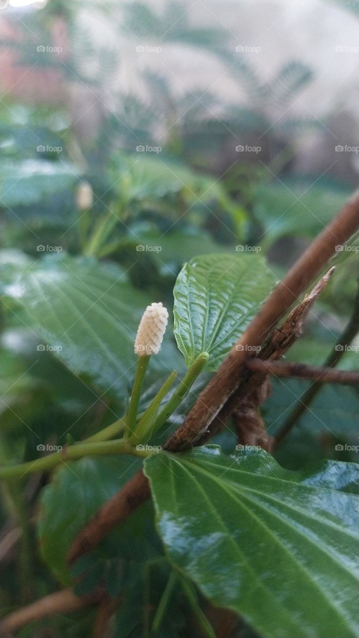 Flower of wild betel