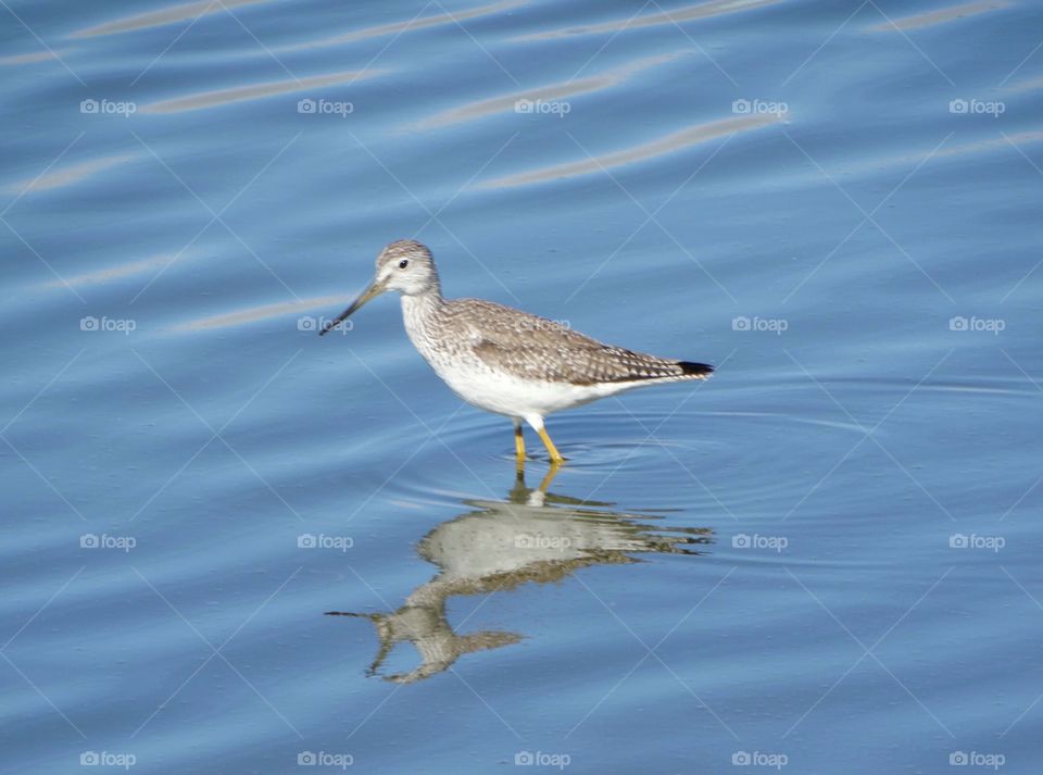 Black Necked Stilt Shorebird