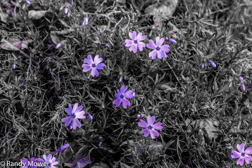 Creeping phlox 