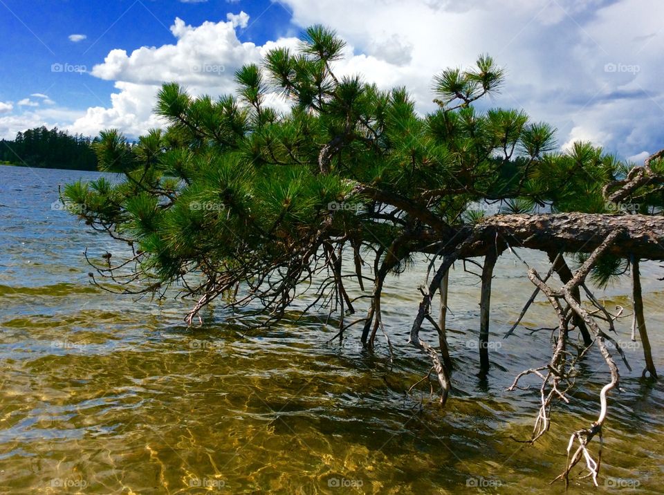 Pine tree in the water