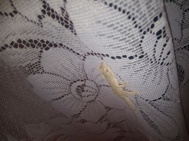 reptile