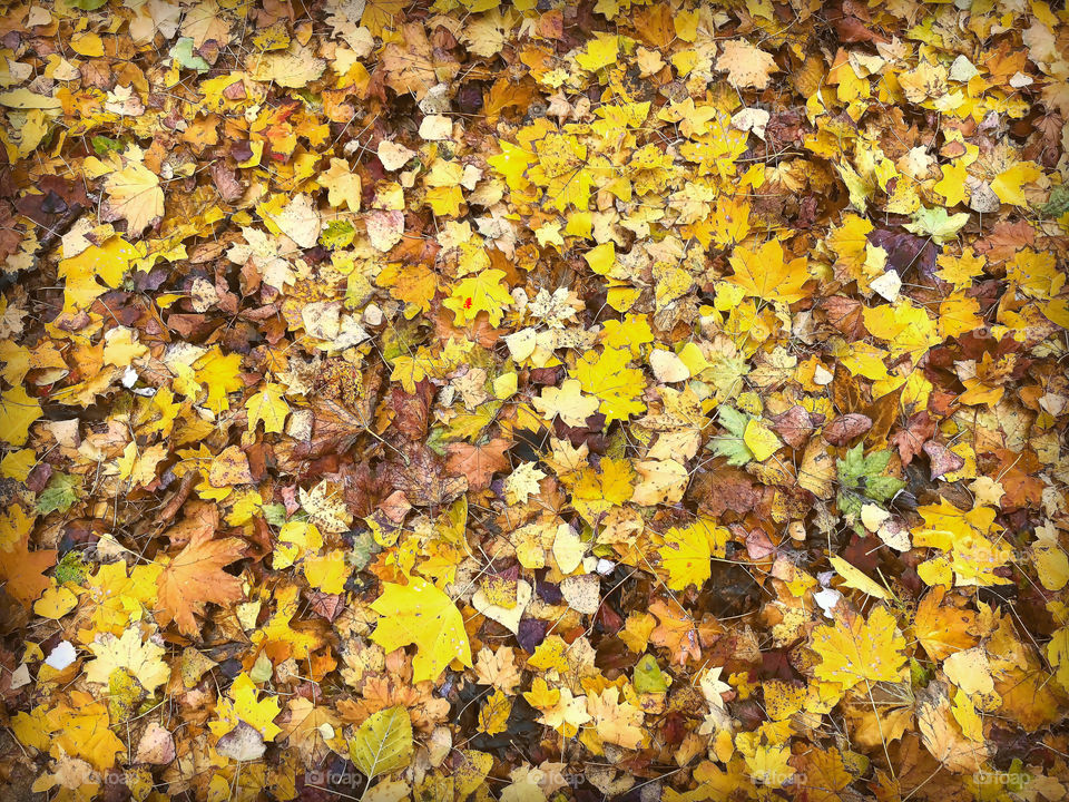 Yellow is the major color of this autumn in Odessa 🍁🍂🧅