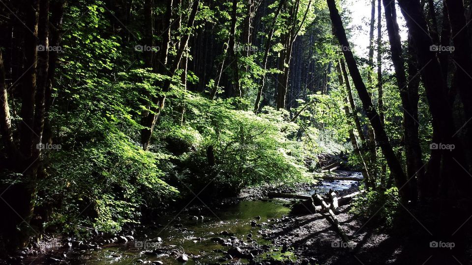 Tillamook State Forest Creek