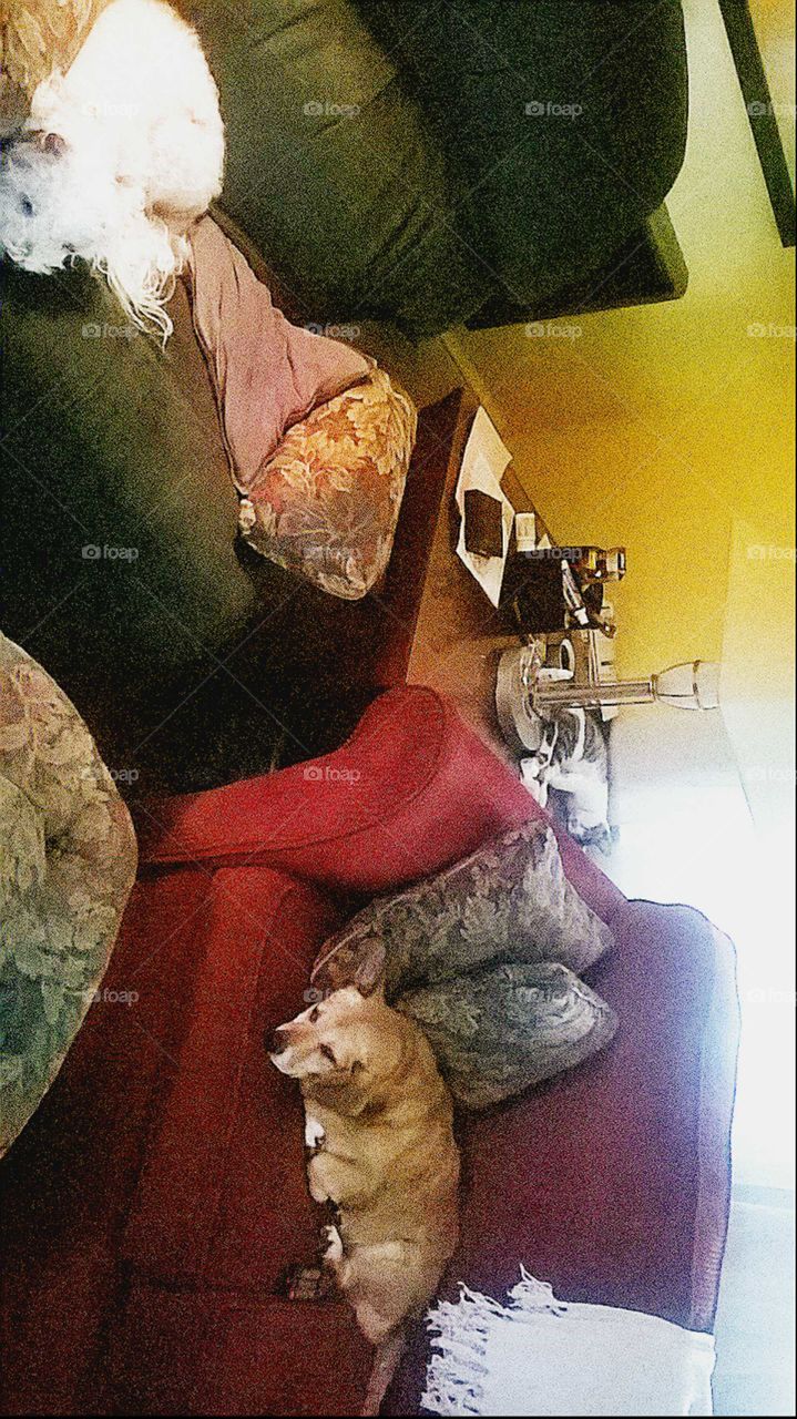 Two family dogs both of whom are sadly in the ground now. Jazzman & Abby