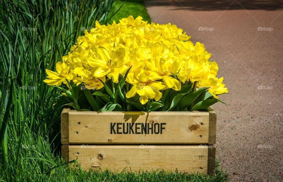 Nature beauty. Keukenhof, Holland