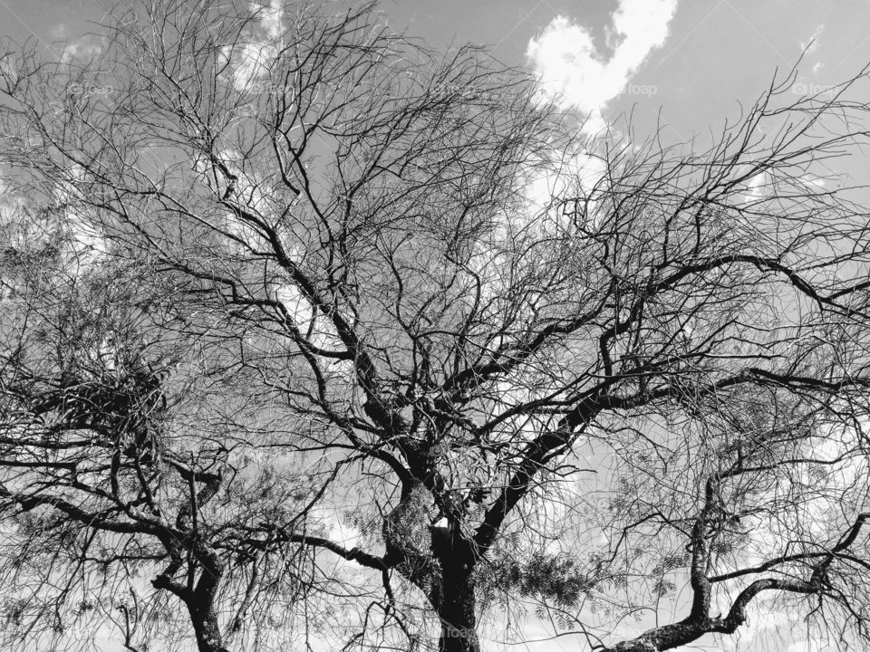 Tree Black White