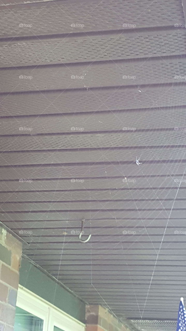 spider Web