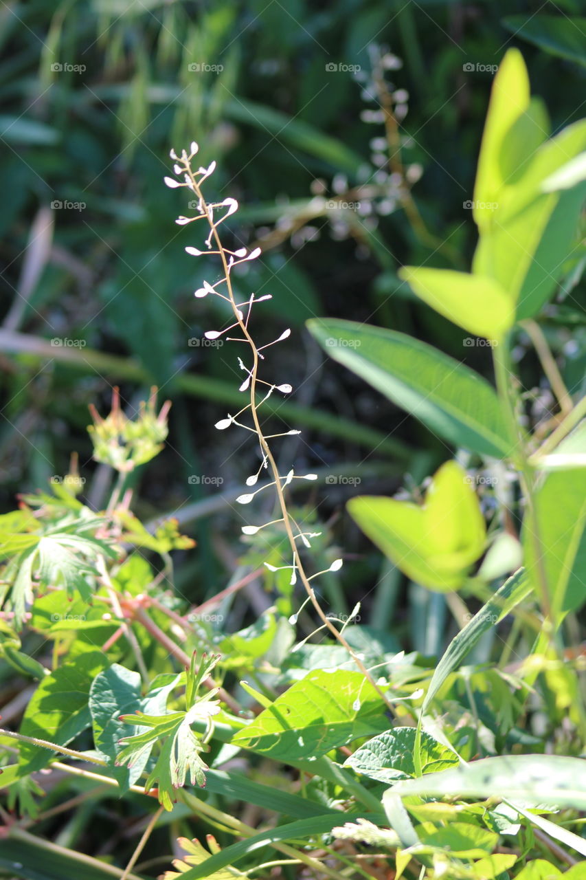 Shepherd’s purse plant among other plants 