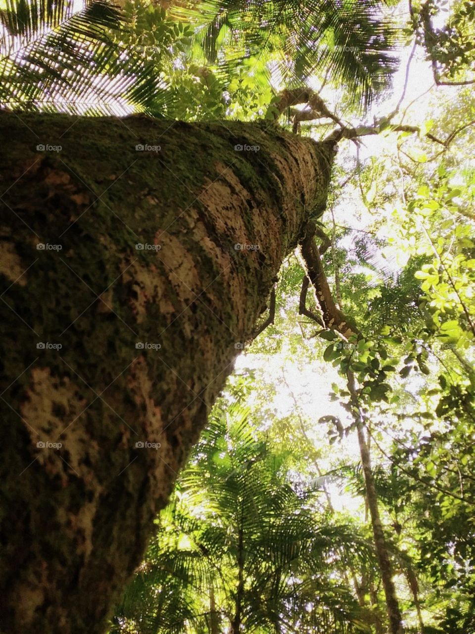 Alta e gloriosa, poderosa na floresta.