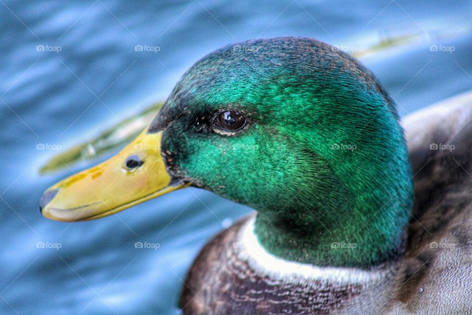 close up photo of a Mallard duck