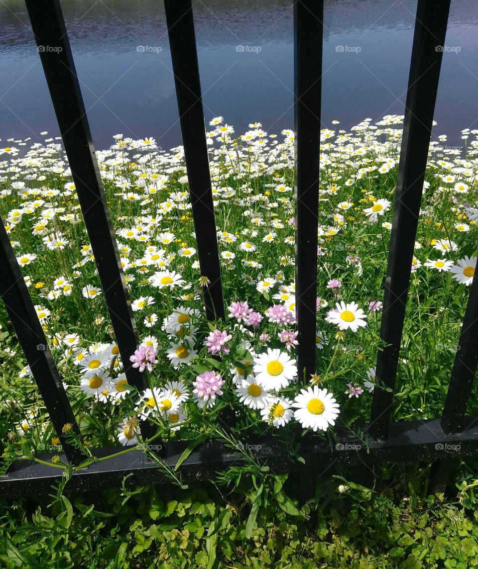 Field of wildflowers behind a wrought iron fence